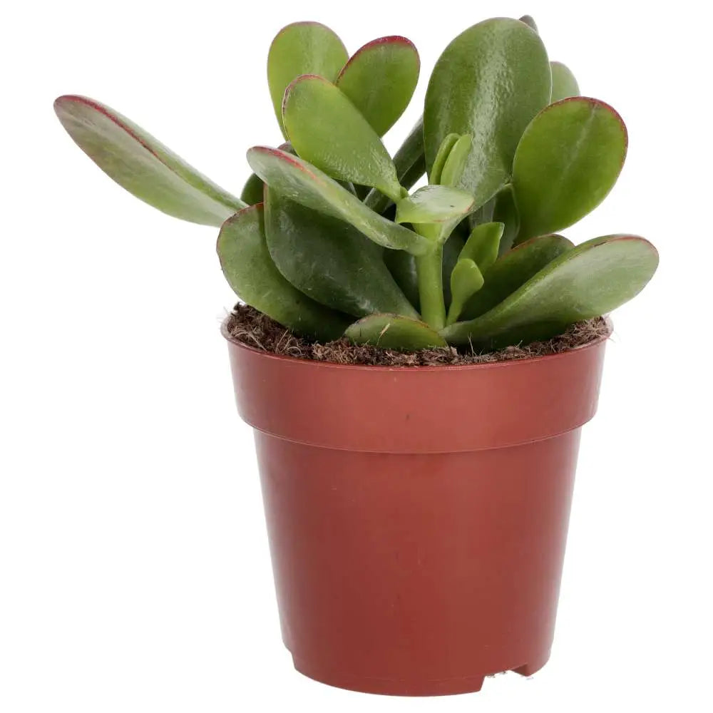 Jade Plant (Crassula sp.)