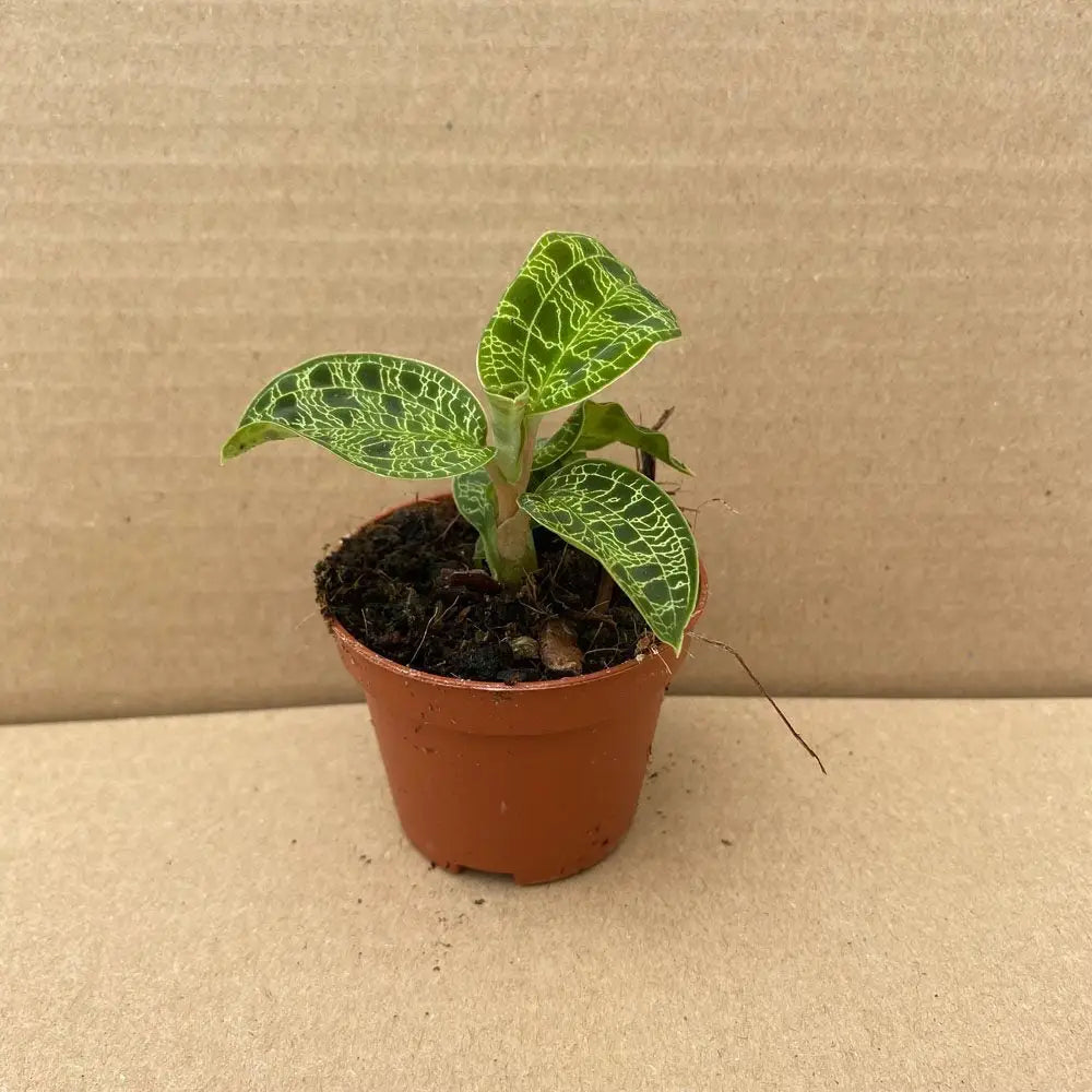 Buy Jewel Orchid (Machodes petola) online