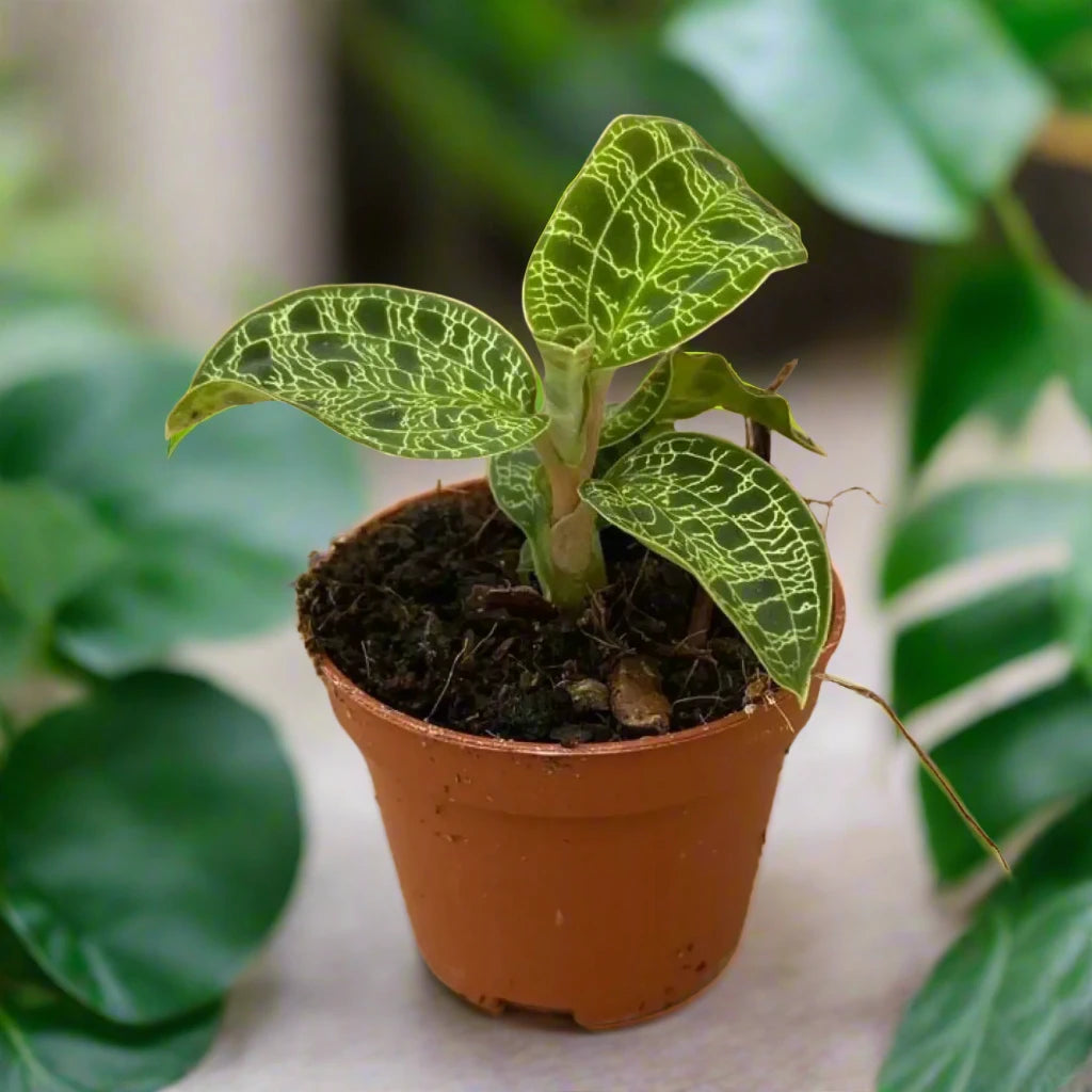 Buy Jewel Orchid (Machodes petola) (PPL529S) Online at £18.49 from Reptile Centre