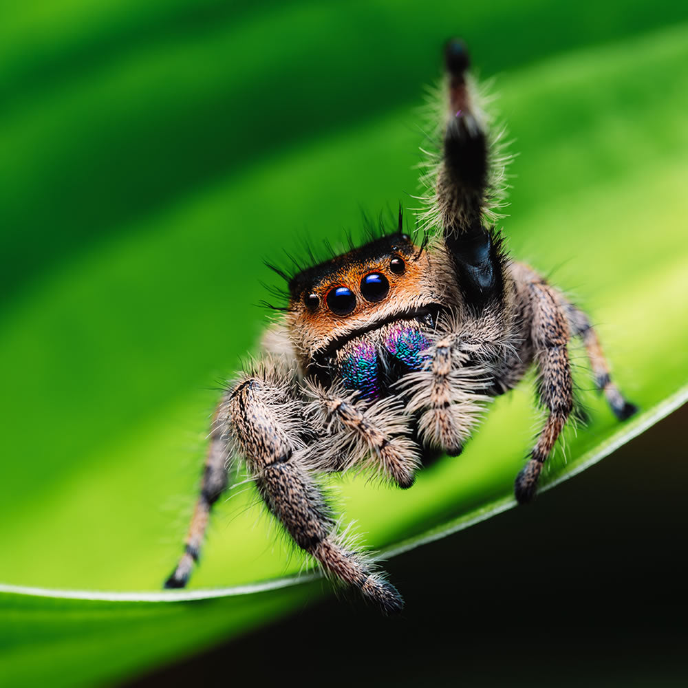 A female regal jumping spider waving at the camera from a bright green leaf