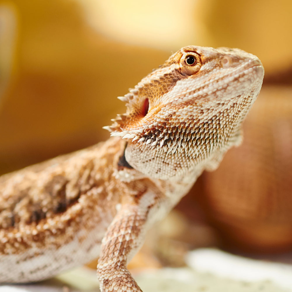 A juvenile bearded dragon basking against an orange background