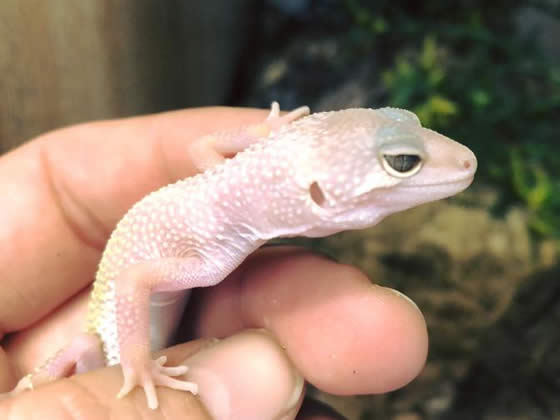 Are any of these scents safe for my leopard gecko? They are melted with a  light bulb underneath? I'm new to owning a gecko and was wondering if it  would be safe