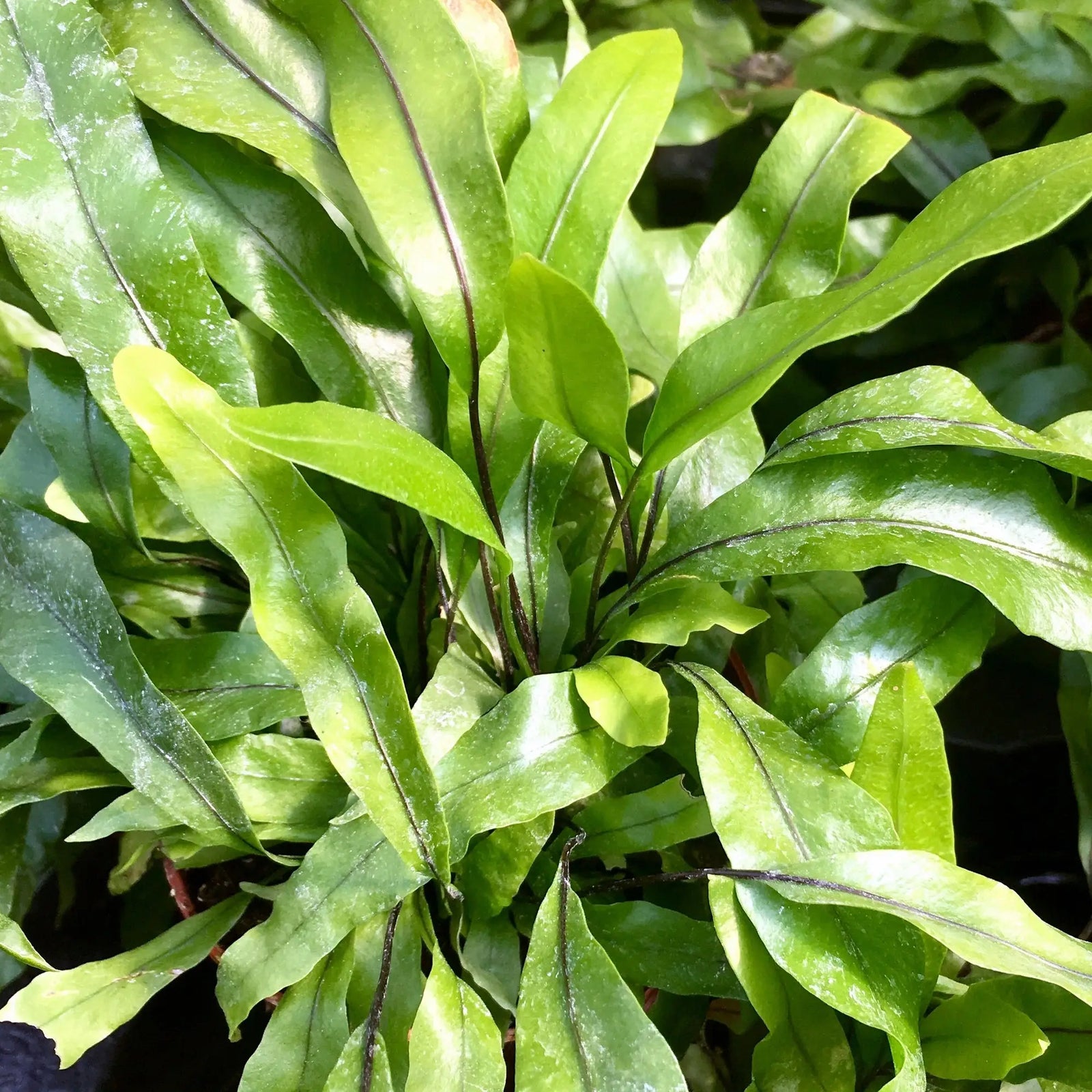 Buy Kangaroo Fern (Microsorum diversifolium) online