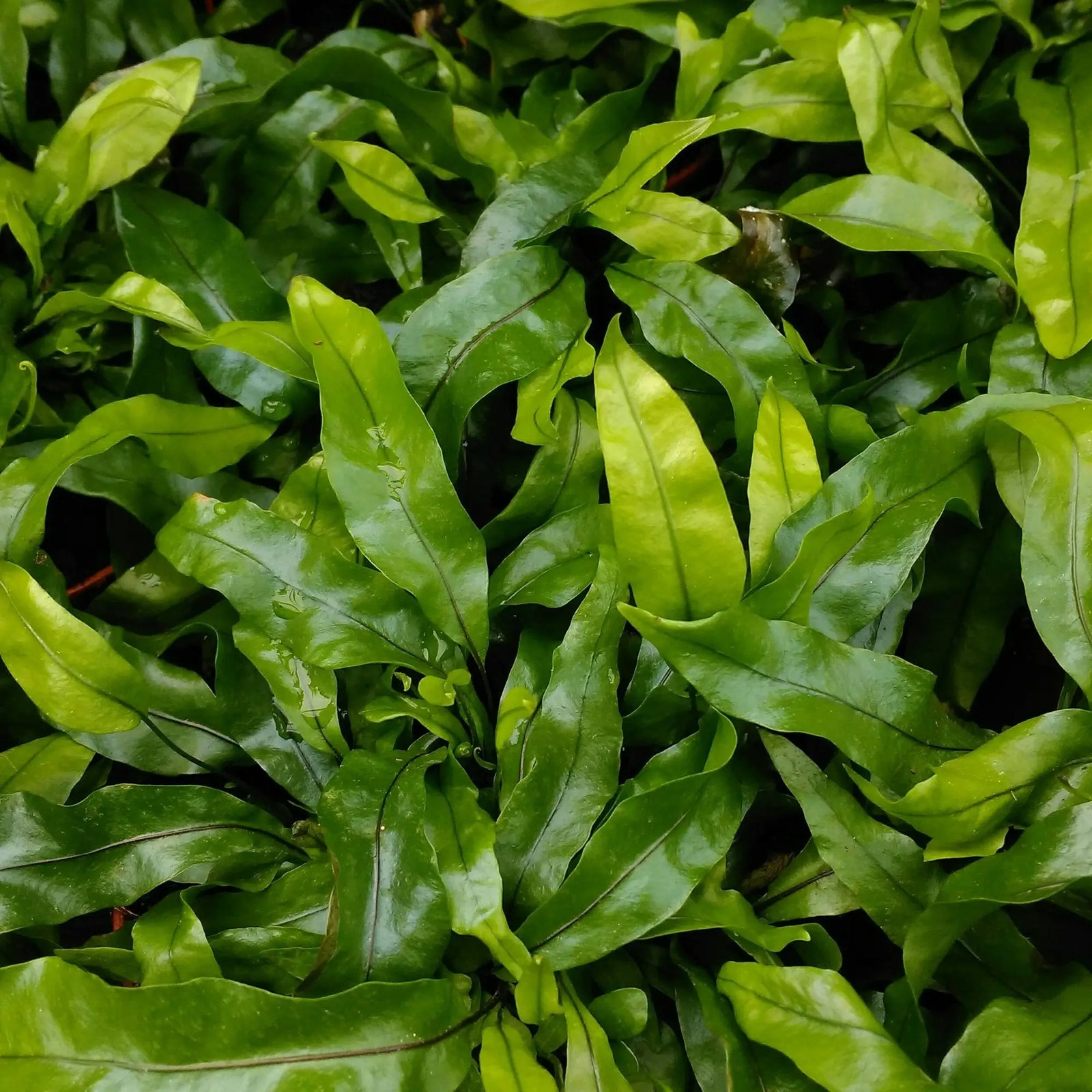 Buy Kangaroo Fern on Lava Rock (Microsorum diversifolium) online