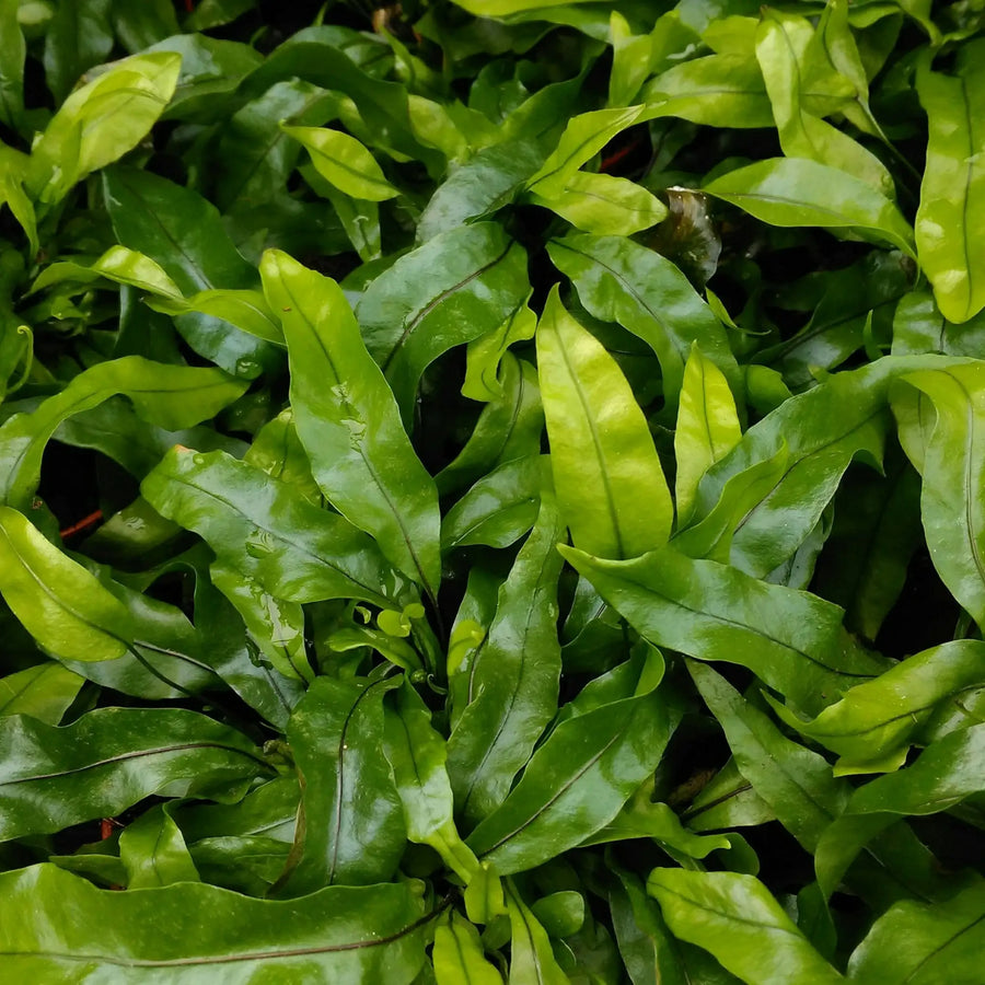 Buy Kangaroo Fern on Lava Rock (Microsorum diversifolium) (PPL306) Online at £37.99 from Reptile Centre