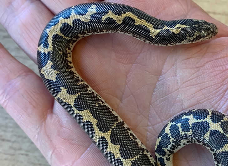 A closer look at Best Feeding Table For Young Kenyan Sand Boa