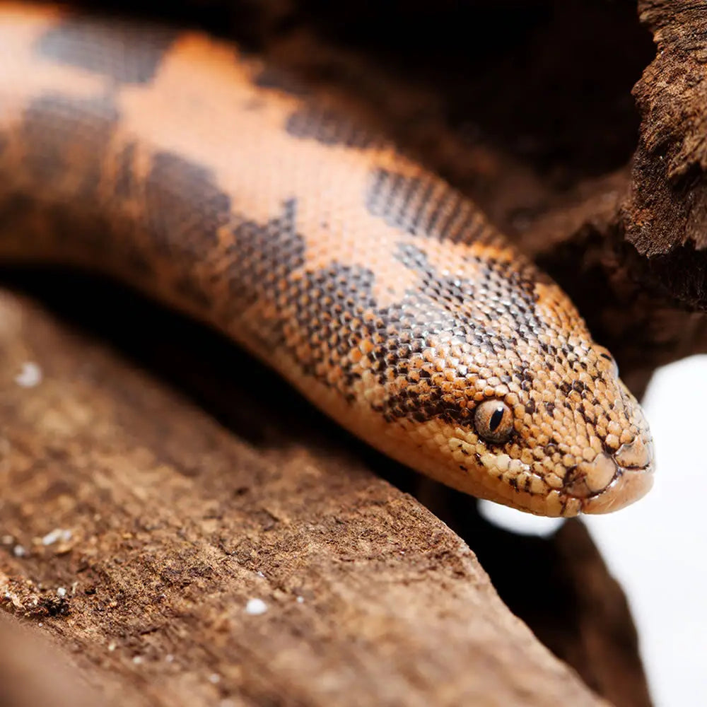 Buy Kenyan Sand Boa Setup online