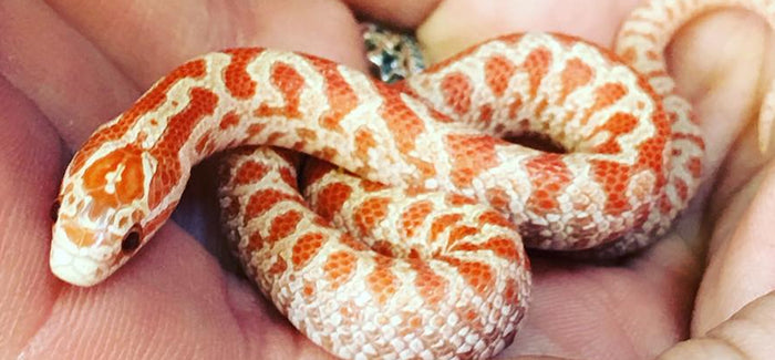 Kingsnake Setup