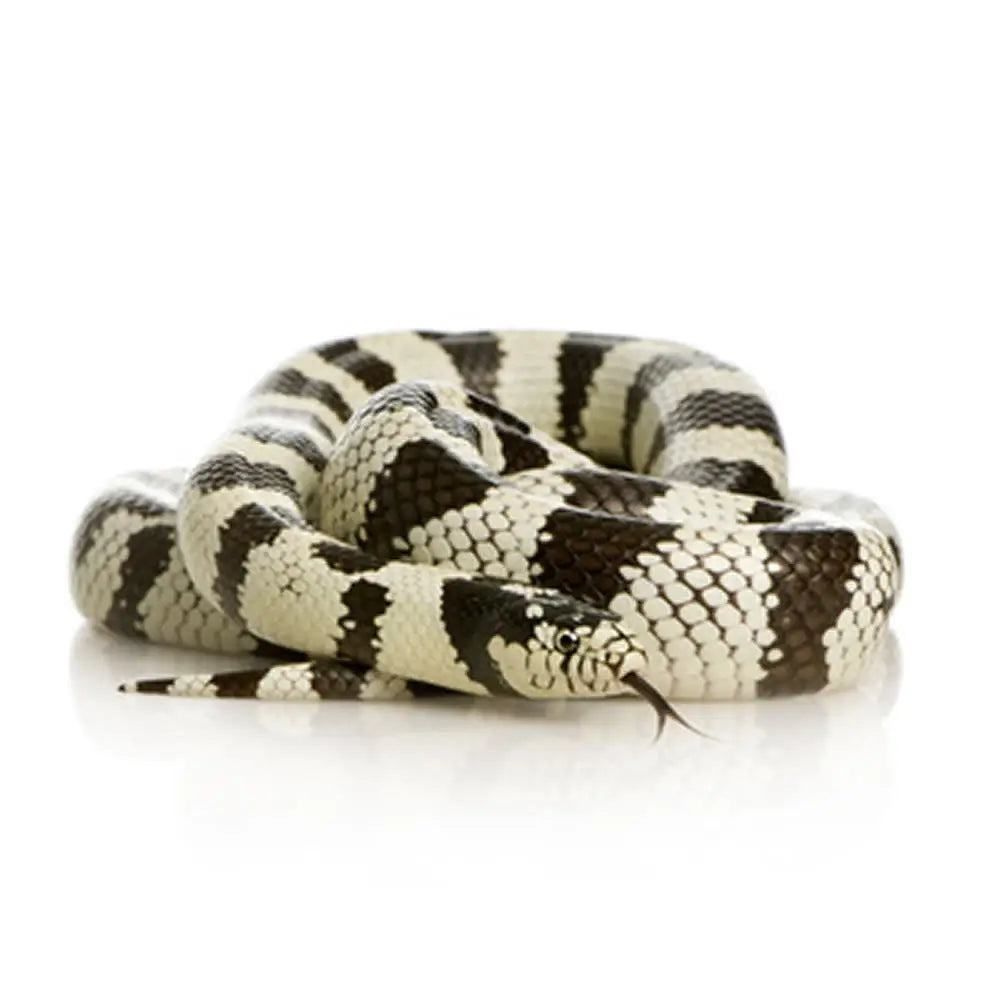 Buy Kingsnake Setup online