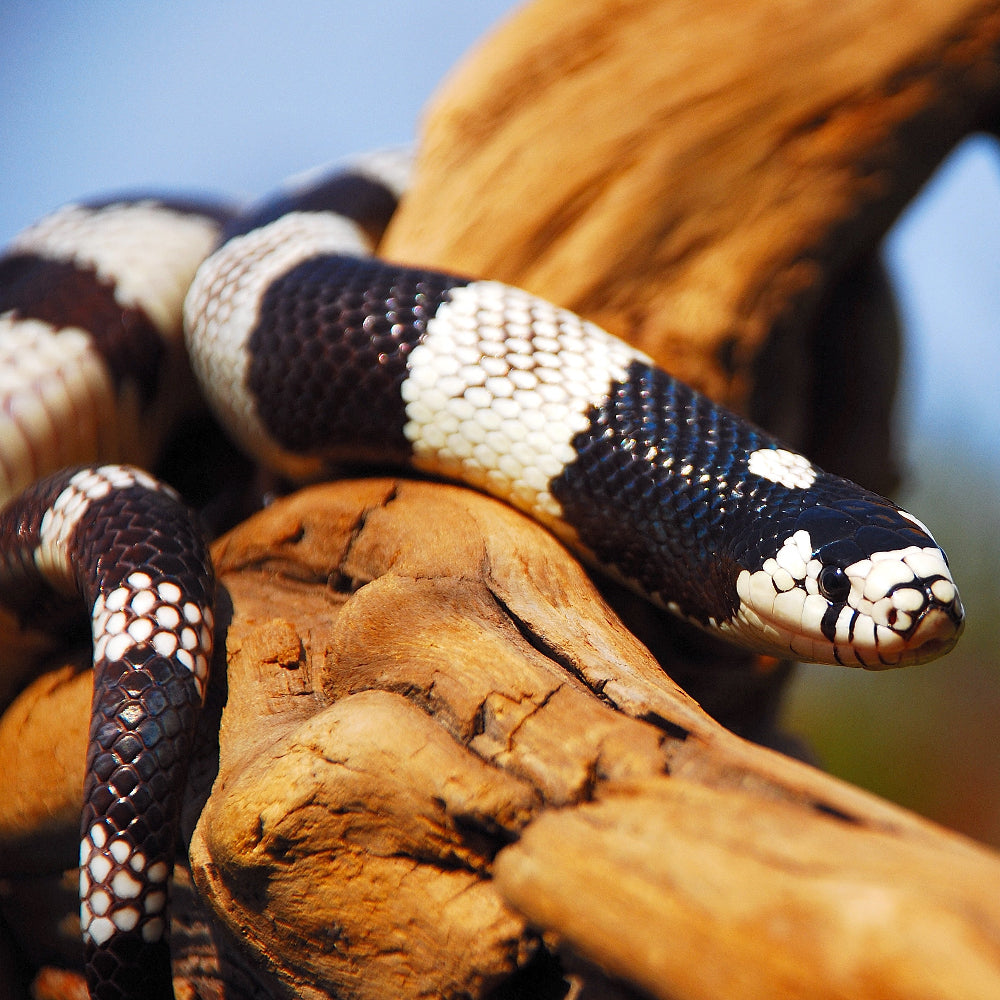 A black and white kingsnake basking on a java branch under the sun.