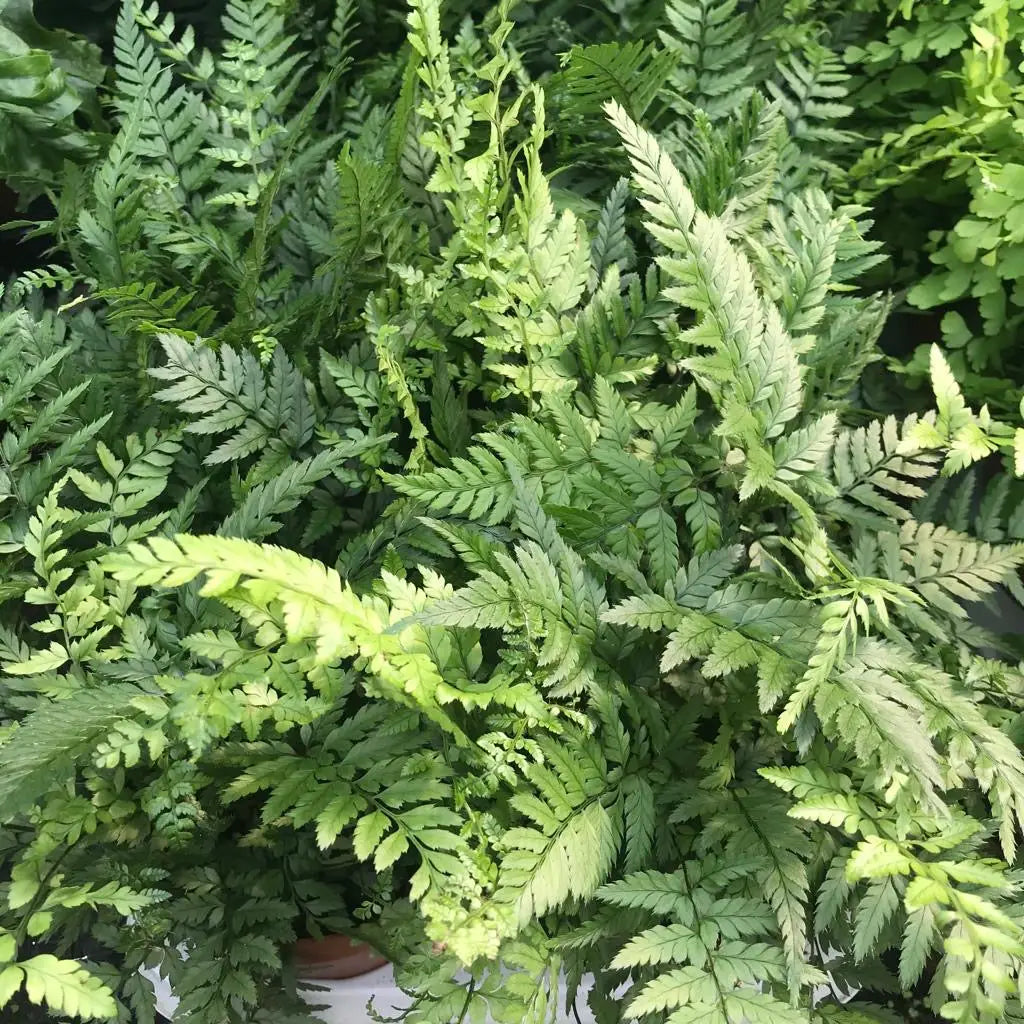 Buy Korean Rock Fern (Polystichum tsus-simense) online