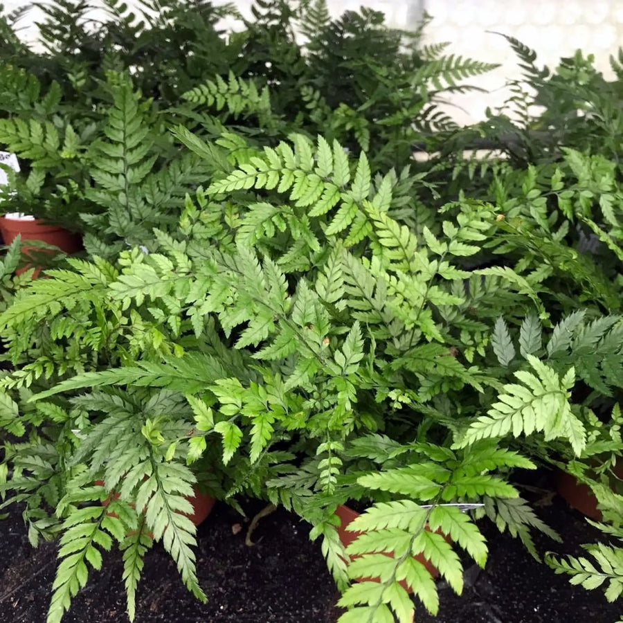 Buy Korean Rock Fern (Polystichum tsus-simense) (PPL286) Online at £5.69 from Reptile Centre