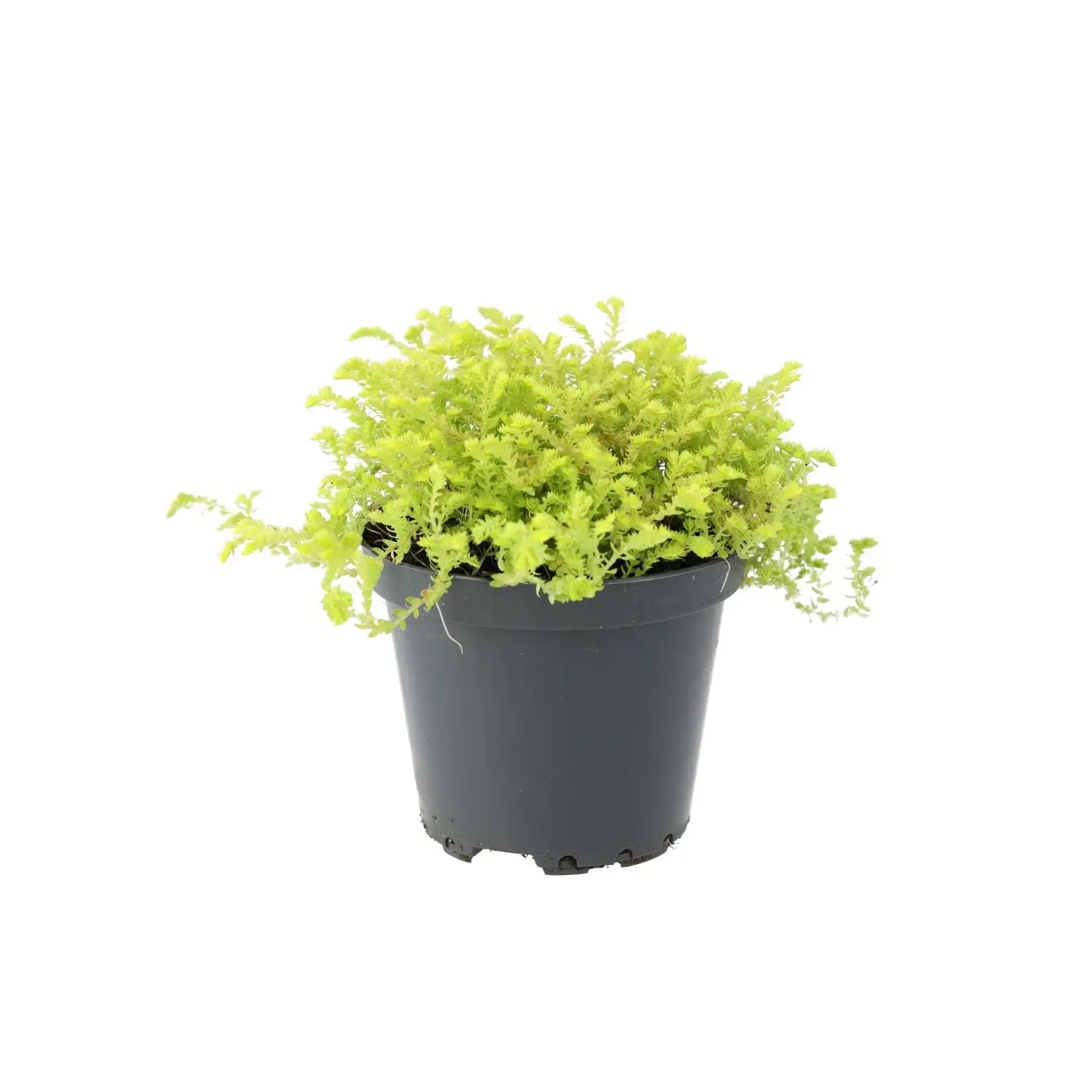 Buy Krauss' Spikemoss (Selaginella kraussiana) online