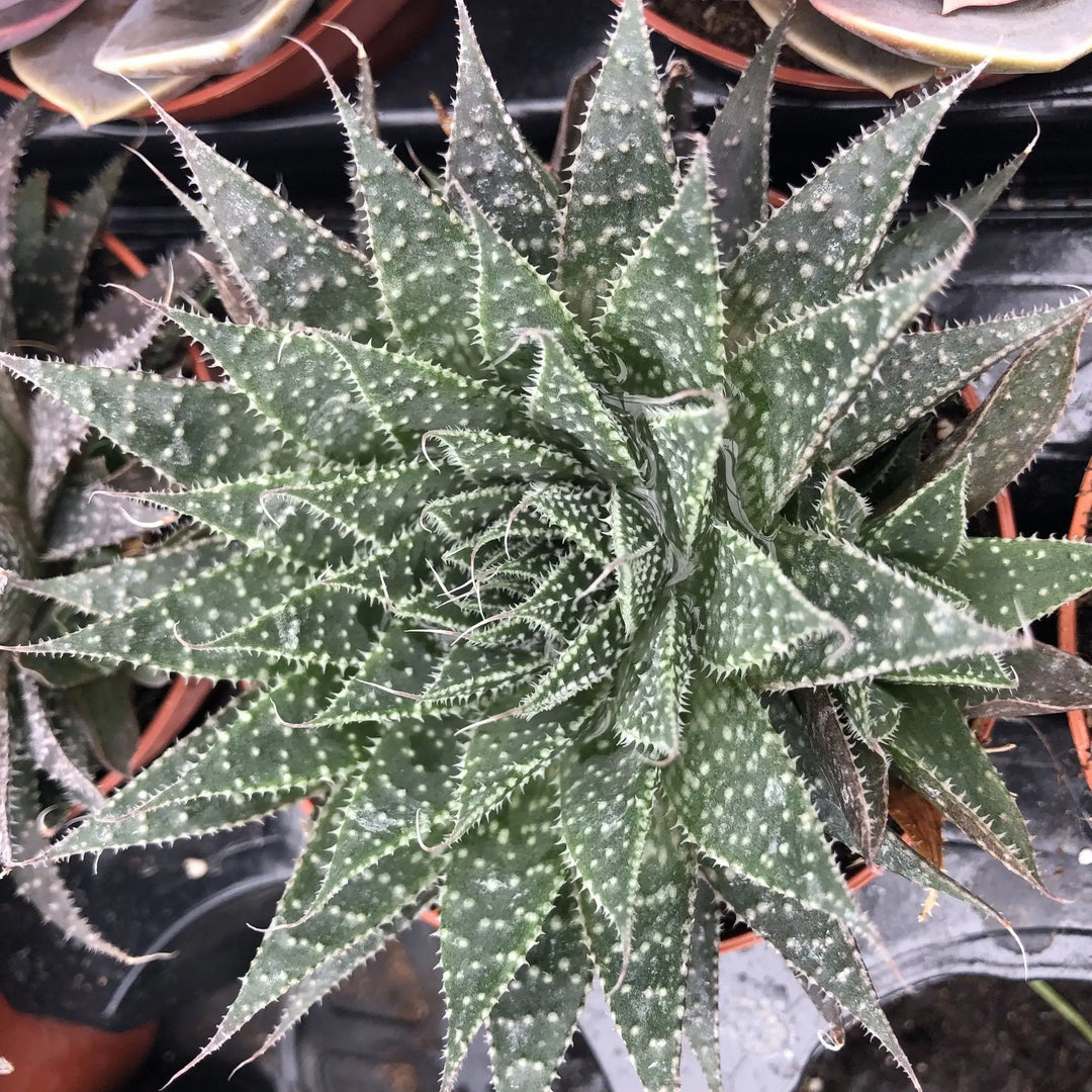 Buy Lace Aloe (Aloe aristata) online