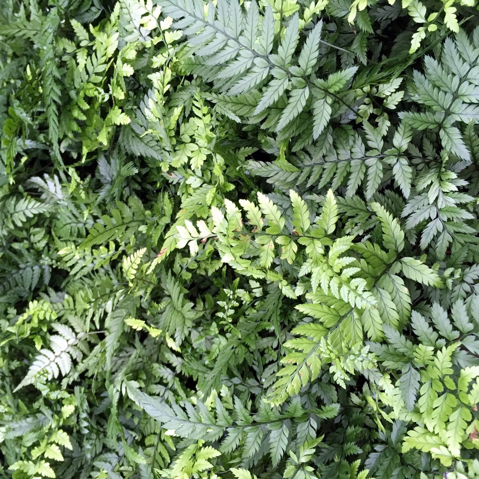 Buy Lady Fern (Athyrium sp) online