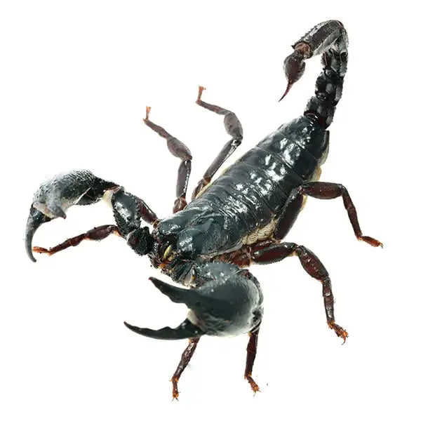Buy Laos Forest Scorpion Setup online