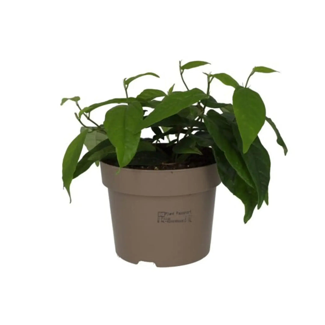 Large Leaf Creeping Fig (Ficus Radicans) Live Plants