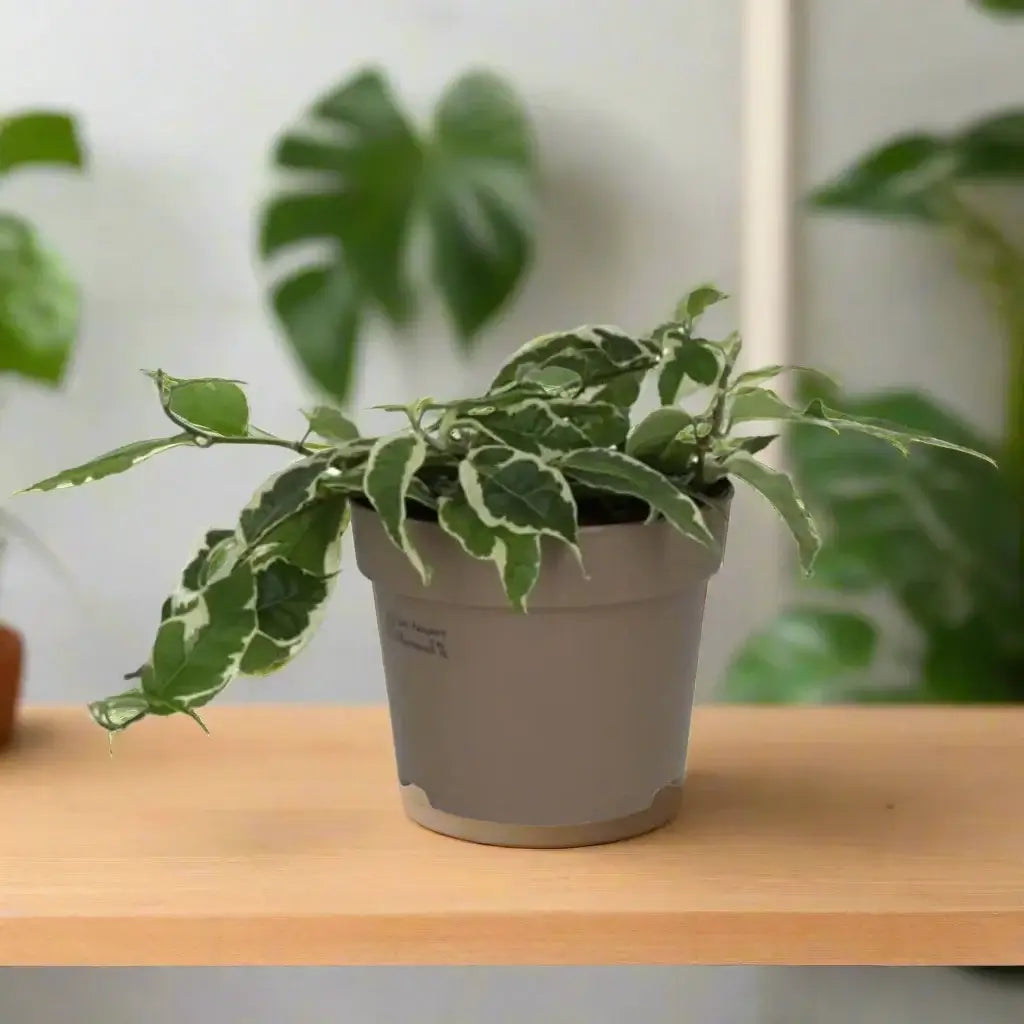 Large Leaf Creeping Fig ’Variegated’ (Ficus Radicans) Live Plants