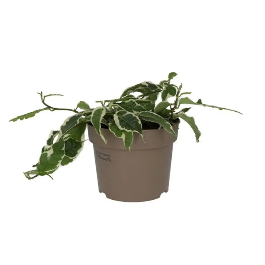 Large Leaf Creeping Fig ’Variegated’ (Ficus Radicans) Live Plants