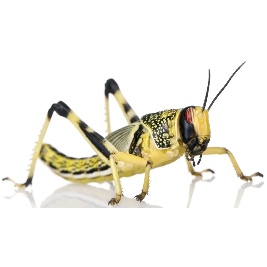 Buy Large Locusts 20-35mm (A053) Online at £2.39 from Reptile Centre