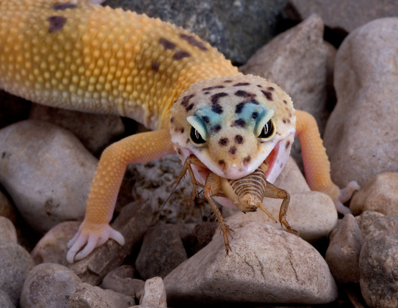Leopard gecko livefood subscription cricket