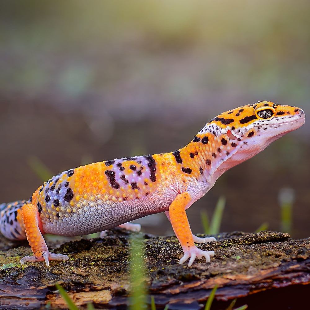 A colourful leopard gecko stood on a mossy piece of bark