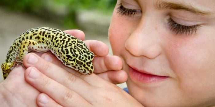 Lizards For Sale