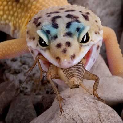 Leopard Gecko Food