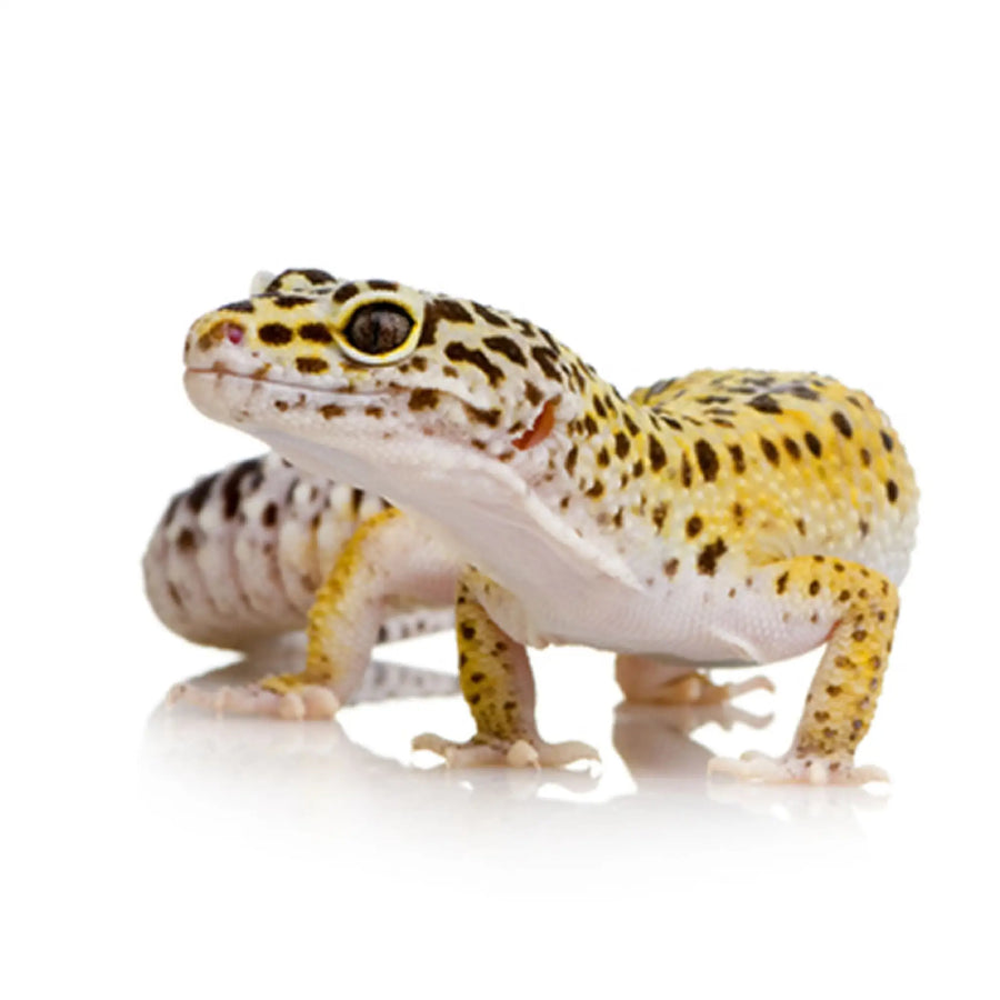 Leopard Gecko Setup
