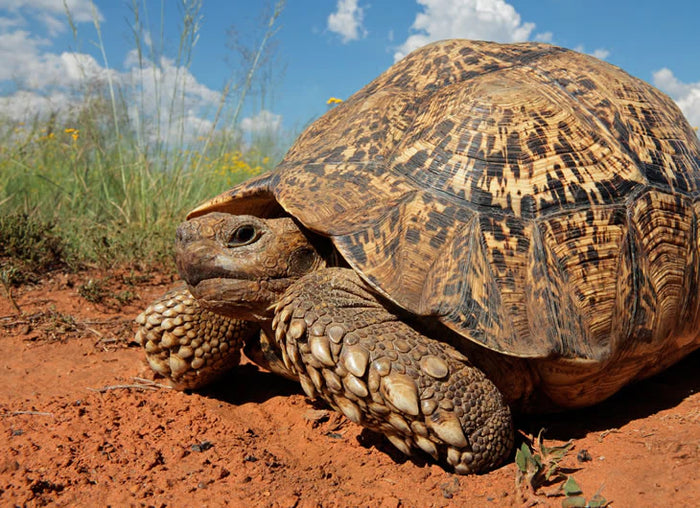 Leopard Tortoise Setup