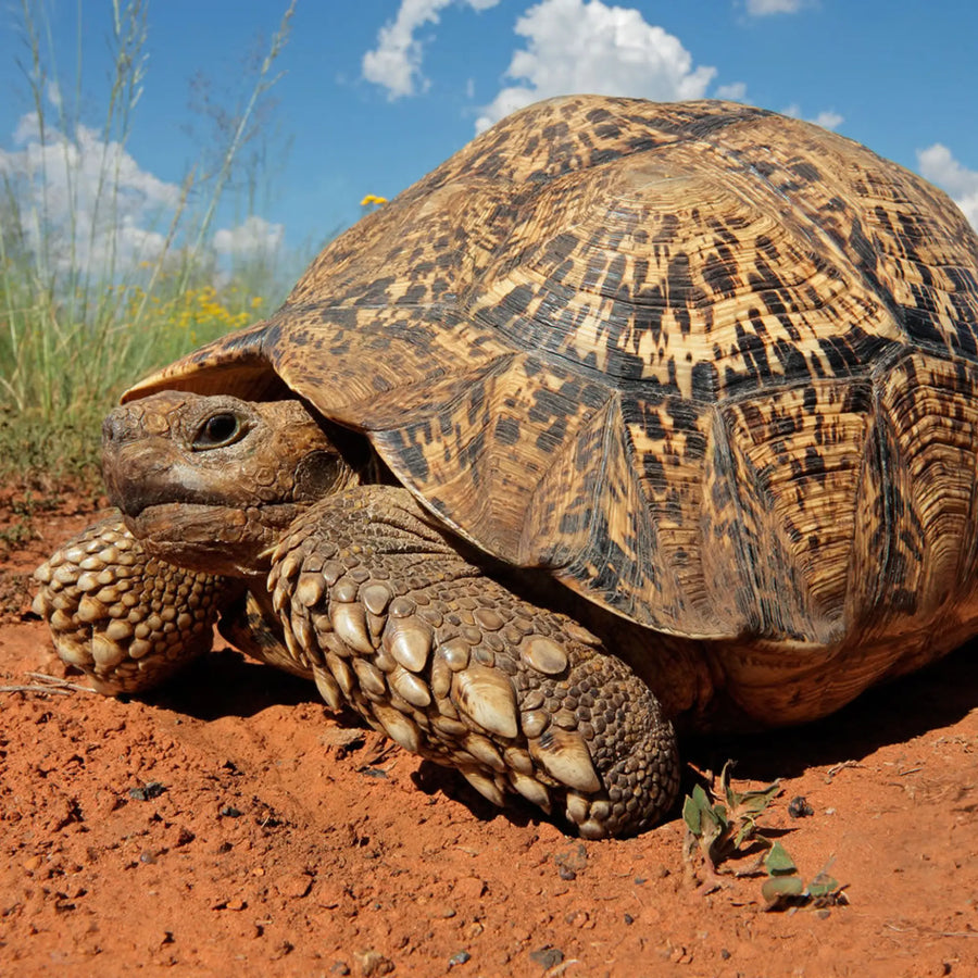 Leopard Tortoise Setup
