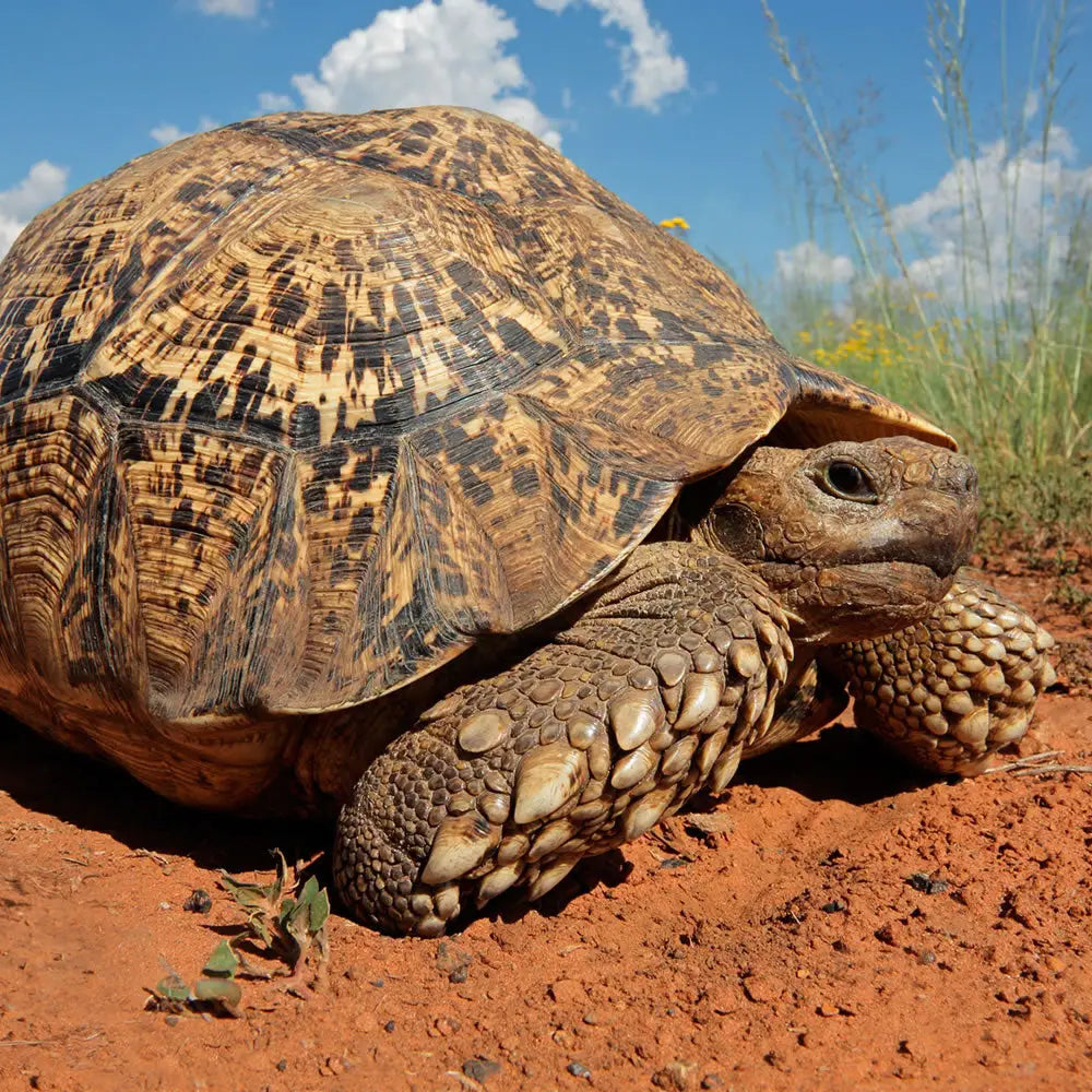 A fully grown leopard tortoise, Stigmochelys pardalis 