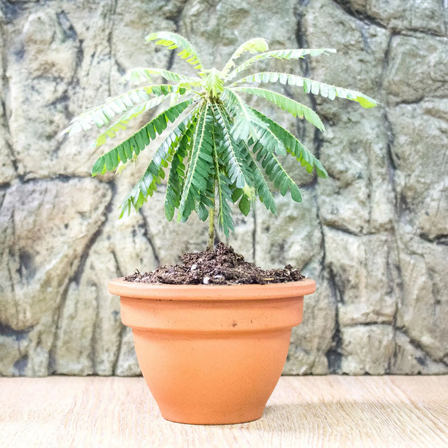 Buy Little Tree Plant (Biophytum sensitivum) (PPL202) Online at £7.59 from Reptile Centre