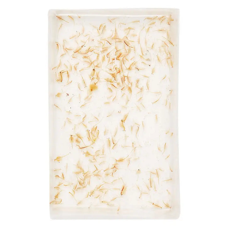Buy Live Brine Shrimp 100ml online