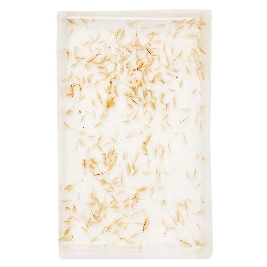 Buy Live Brine Shrimp 100ml (A410) Online at £1.57 from Reptile Centre