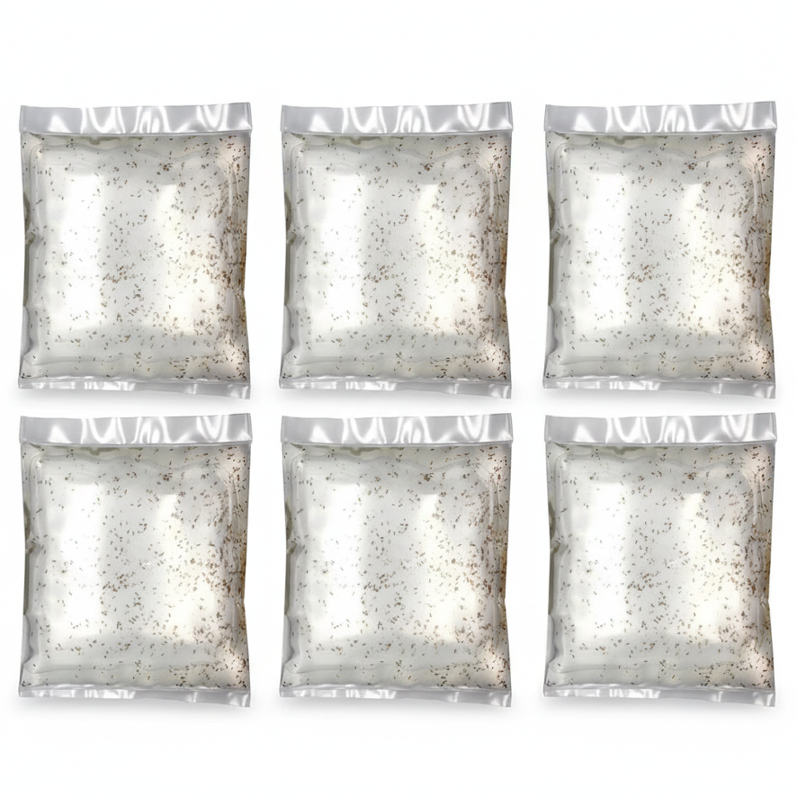Live Copepods 100ml - 6 Pack