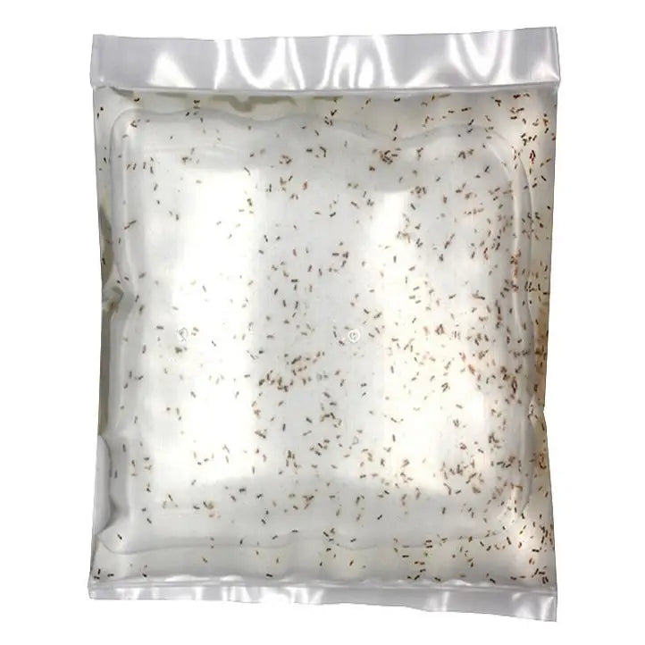 Live Copepods
