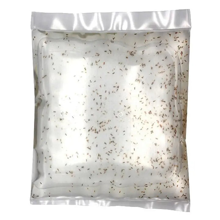 Buy Live Copepods 100ml online