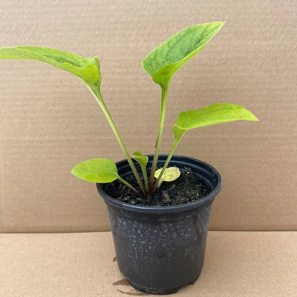 Buy Live Food Cone Flower online