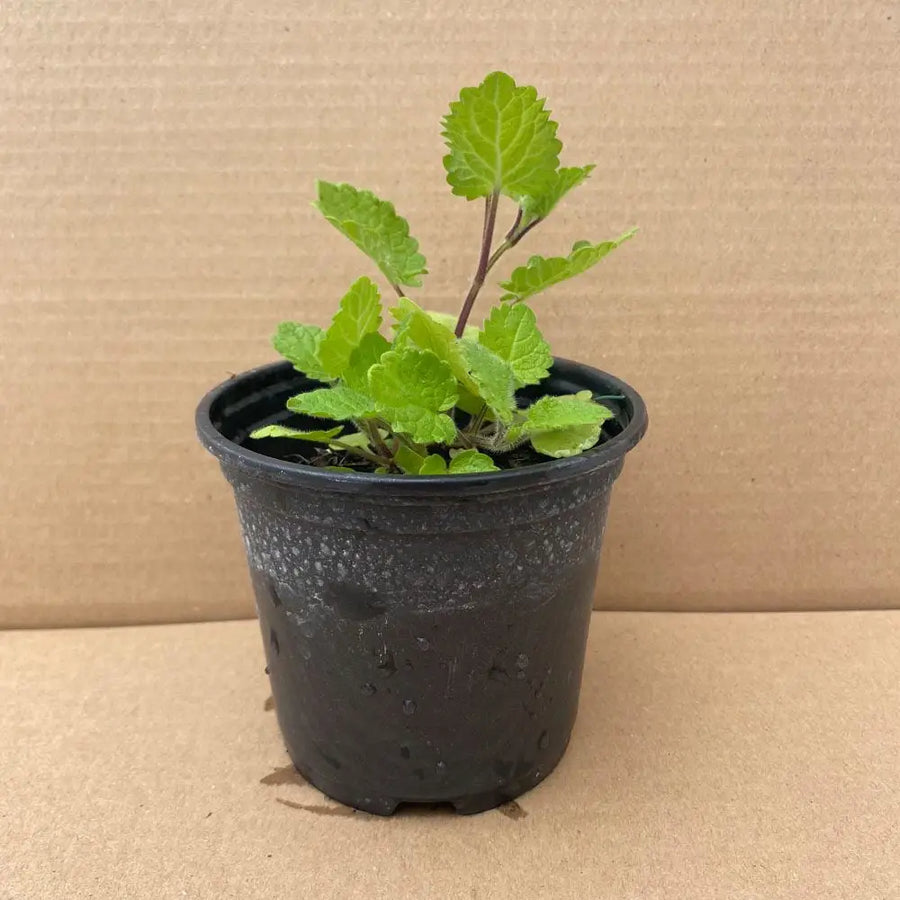 Buy Live Food Hedge Woundwort (PPL895) Online at £4.99 from Reptile Centre