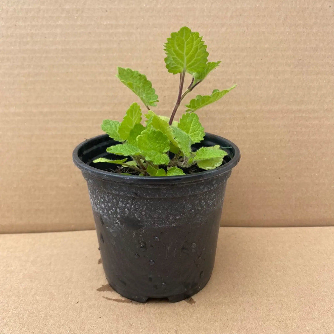 Buy Live Food Hedge Woundwort (PPL895) Online at £4.99 from Reptile Centre