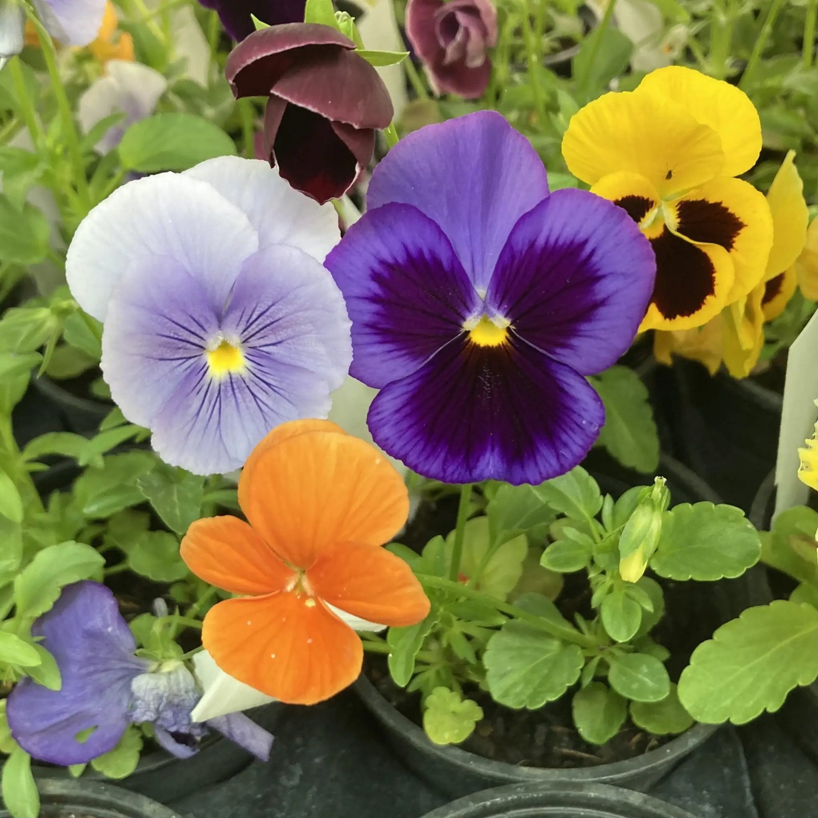 Buy Live Food Pansy online