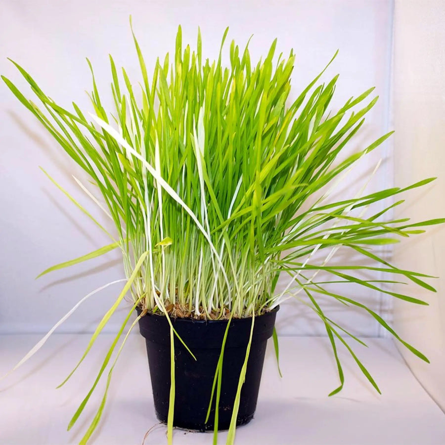 Buy Live Food Plant Barley Grass (PPL860) Online at £4.74 from Reptile Centre