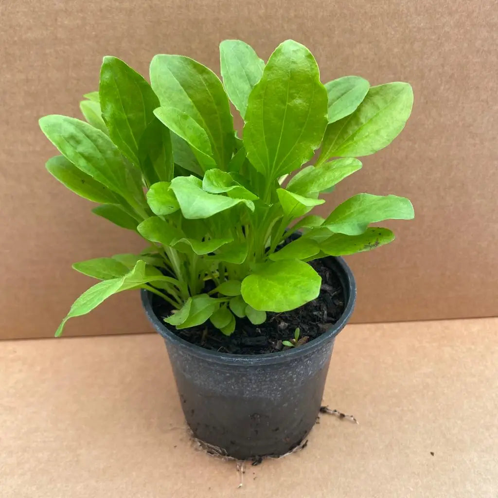 Buy Live Food Plant Broadleaf Plantain online