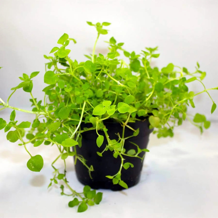 Buy Live Food Plant Chickweed (PPL840) Online at £4.74 from Reptile Centre