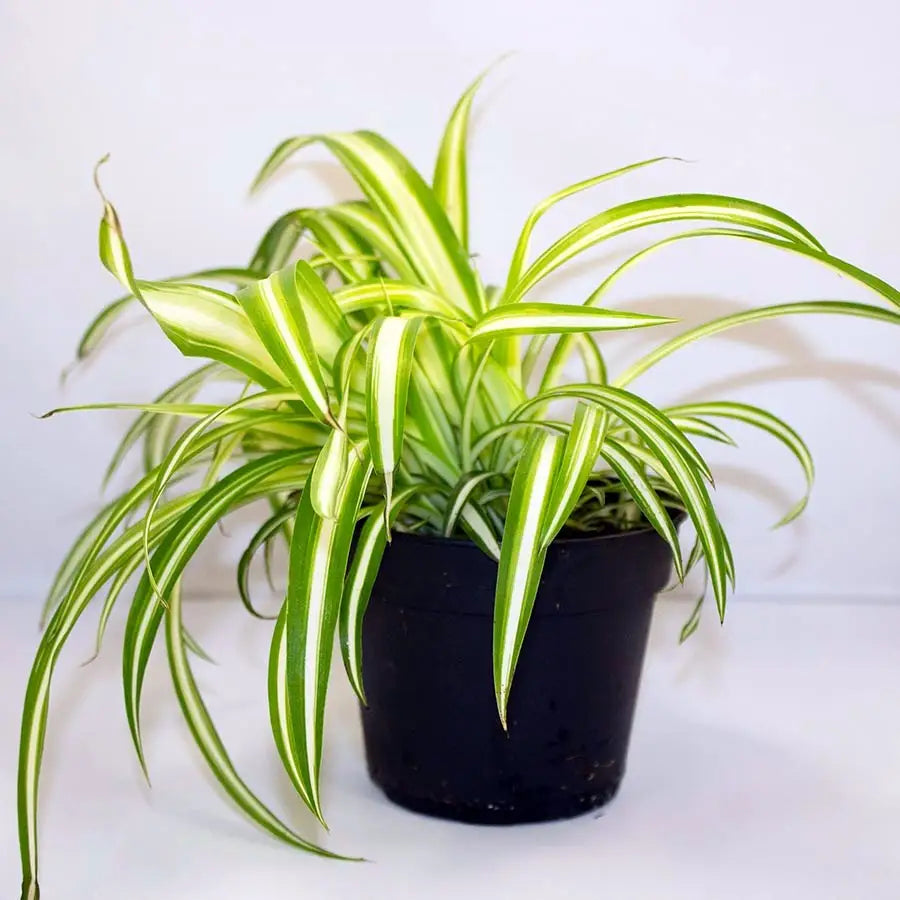 Buy Live Food Plant Chlorophytum online