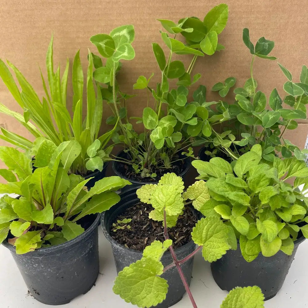 Buy Live Food Plant Collection - 6 Assorted Plants online