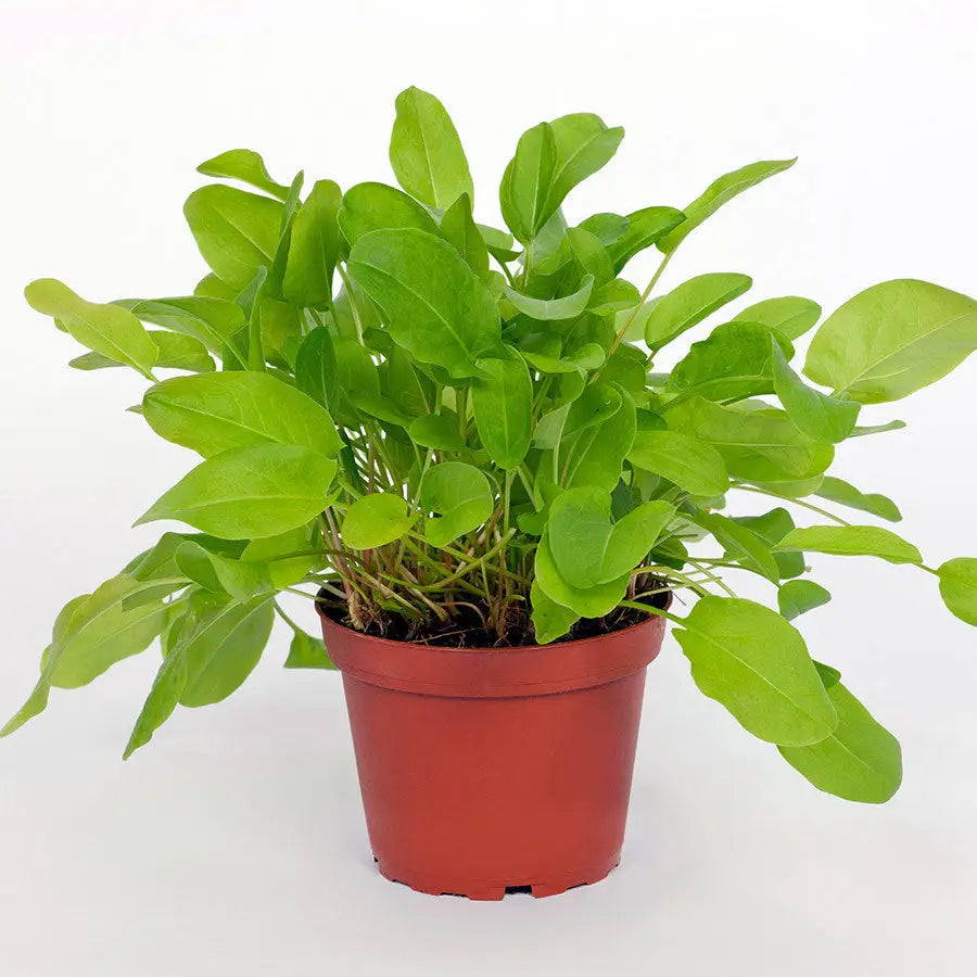 Buy Live Food Plant Common Sorrel online