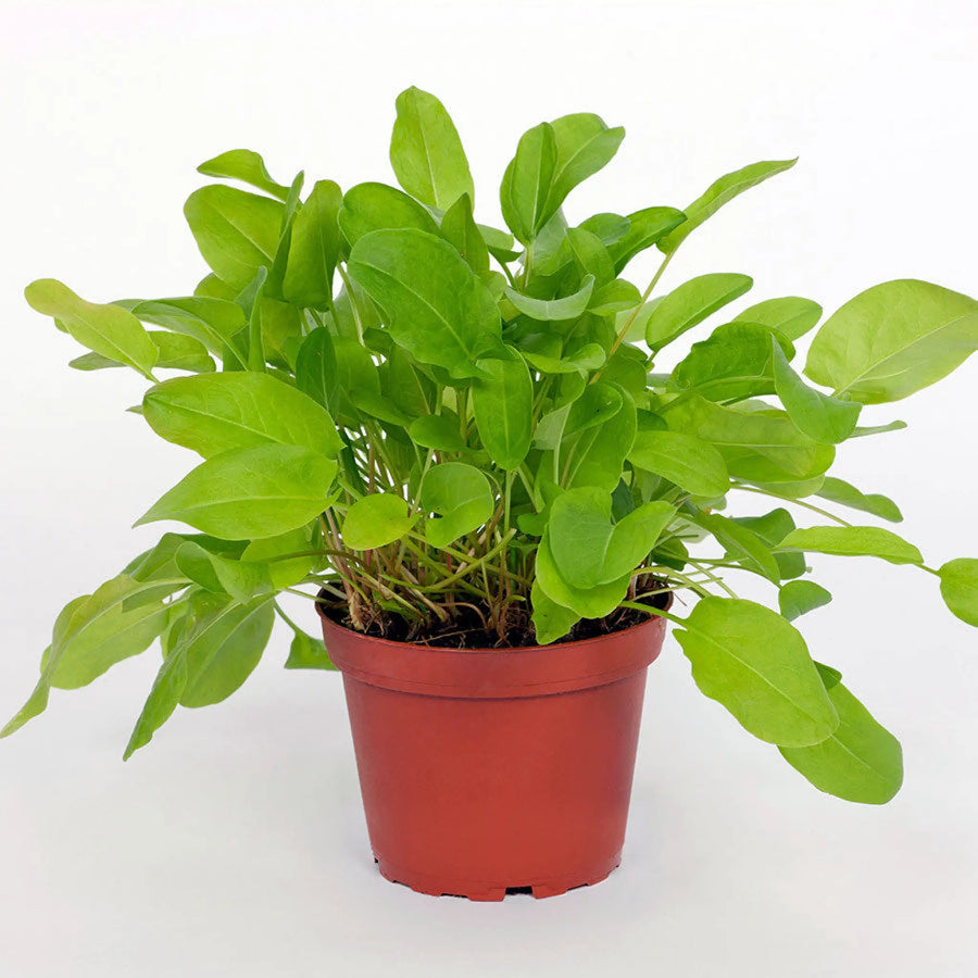 Buy Live Food Plant Common Sorrel (PPL820) Online at £4.74 from Reptile Centre
