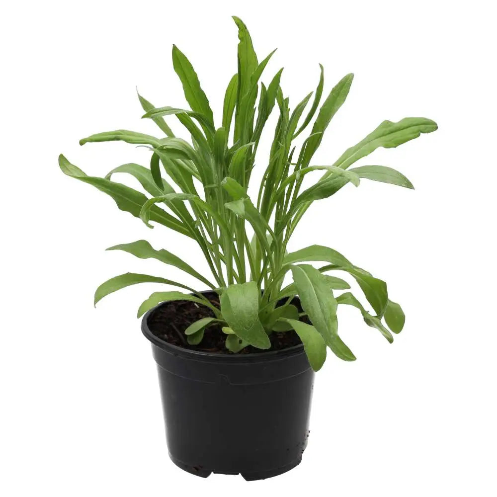  Live Food Plant. Cornflower (10cm pot)